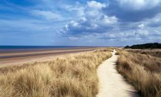 the path to the beach is lined with tall grass and brown grasses on both sides