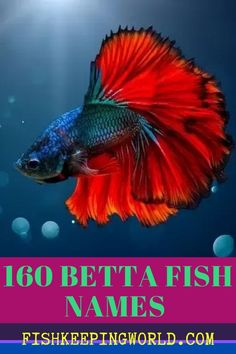 a red and blue fish with the words 1800 betta fish names