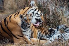 two tiger cubs playing with each other in the grass and brush, one laying on its back