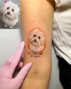 a small white dog with an orange collar on it's arm is shown next to a woman's hand