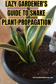 a potted plant with the words lazy gardener's guide to snake plant propagation