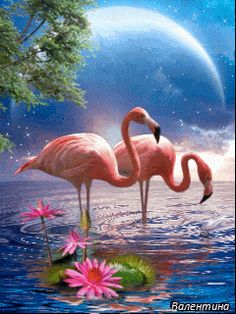 two pink flamingos are standing in the water