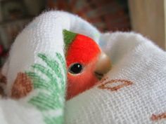 a small red bird peeking out from under a white blanket with green and red designs