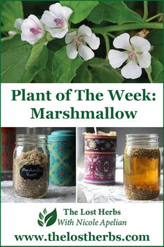 the lost herbs plant of the week marshmallow