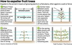 how to explain fruit trees in different ways