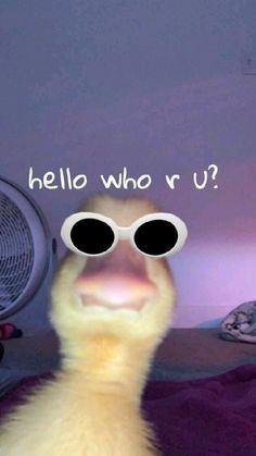 a duck wearing sunglasses with the caption hello who r u?