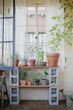 several potted plants are sitting on shelves in front of a window