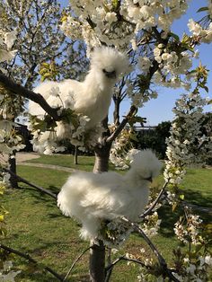 two white birds are perched in the branches of a cherry blossom tree, one pecking at the camera