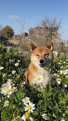 a dog sitting in the middle of a field with daisies and other wildflowers