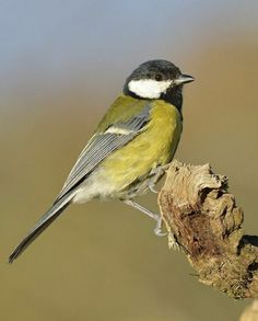 a small bird sitting on top of a tree branch next to a brown and green background