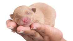 a person holding a small baby animal in their hand with it's eyes closed