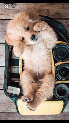 a dog that is laying down in a bag with some cameras on top of it