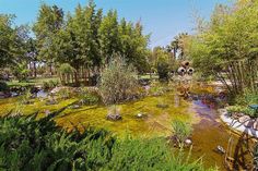 there is a pond in the middle of some plants and trees with yellow algae growing on it