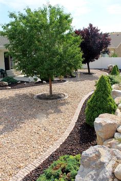 a small tree is in the middle of a graveled area next to some rocks