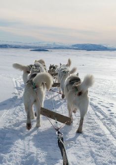 four dogs pulling a sled in the snow