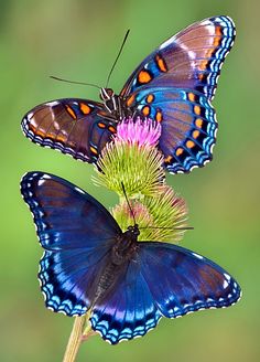 two butterflies sitting on top of a flower