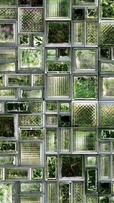 a glass wall with lots of green plants in the window panes and squares on it