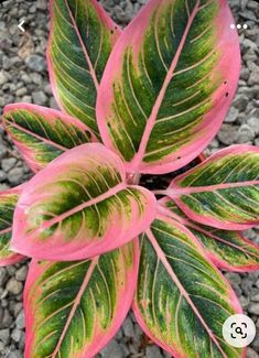 a pink and green plant sitting on top of gravel