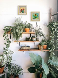 several potted plants on wooden shelves against a white wall