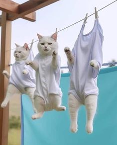 two white cats hanging on clothes line with one cat wearing pajamas and the other in overalls