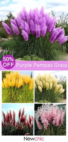 purple pampas grass is shown in four different pictures with the text 50 % off