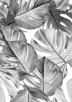 black and white photograph of tropical leaves