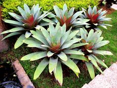 some green and red plants in the grass