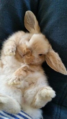 a small rabbit sitting on top of a person's lap