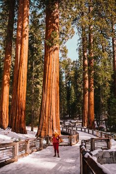 a woman walking through the snow in front of giant trees at sequta grove