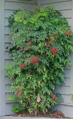 a tree with red flowers growing on it's side in front of a house