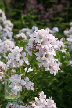 some white and pink flowers in the grass