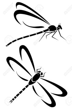 two black and white dragonflys flying side by side