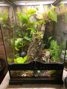 an aquarium with plants and rocks in it