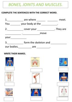 Muscles Worksheet, Synovial Joints, Body Worksheet, Evs Worksheet, Skeletal System Worksheet, Skeleton Muscles, Joints Anatomy, Human Body Worksheets, Chemistry Classroom