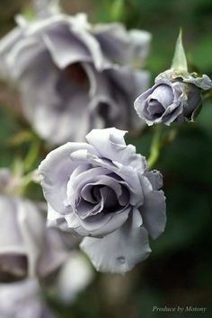 some very pretty purple flowers with green leaves