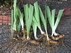 some very pretty green plants growing out of the ground