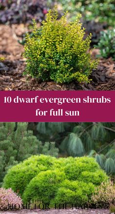 different types of evergreen shrubs for full sun