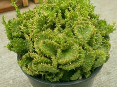 a small green plant in a black pot