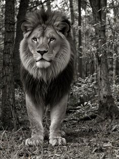 a black and white photo of a lion in the woods