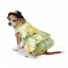 a small dog dressed in a dress and hat