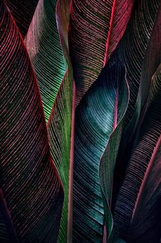 some very pretty colorful leaves in the dark