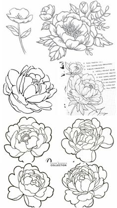 some flowers that are drawn in pencil and ink on paper, each with different designs