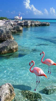 two flamingos are standing in the clear blue water