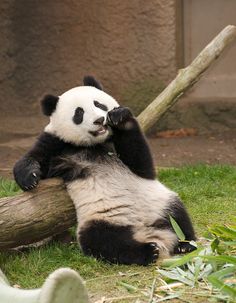 a panda bear sitting on top of a tree branch next to a pile of grass