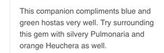 the text reads, this companion compliments blue and green hosts very well try surrounding this germ with silver pulmonaria and orange fluchera as well