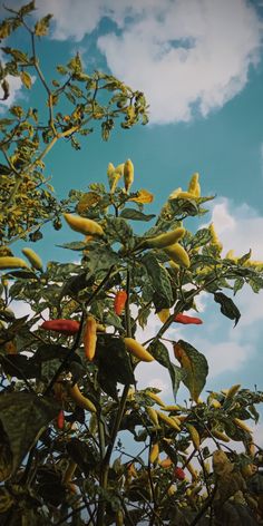 yellow and red peppers growing on a tree with blue sky in the backround