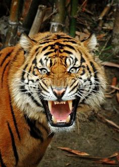 a tiger with its mouth open showing teeth