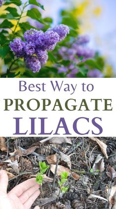 purple lilacs with text overlay that says best way to propagate lilacs