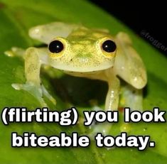 a frog sitting on top of a green leaf with the caption saying,'flirting you look biteable today