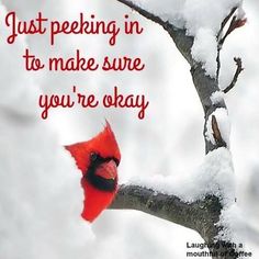 a red bird sitting on top of a tree branch covered in snow with a quote above it